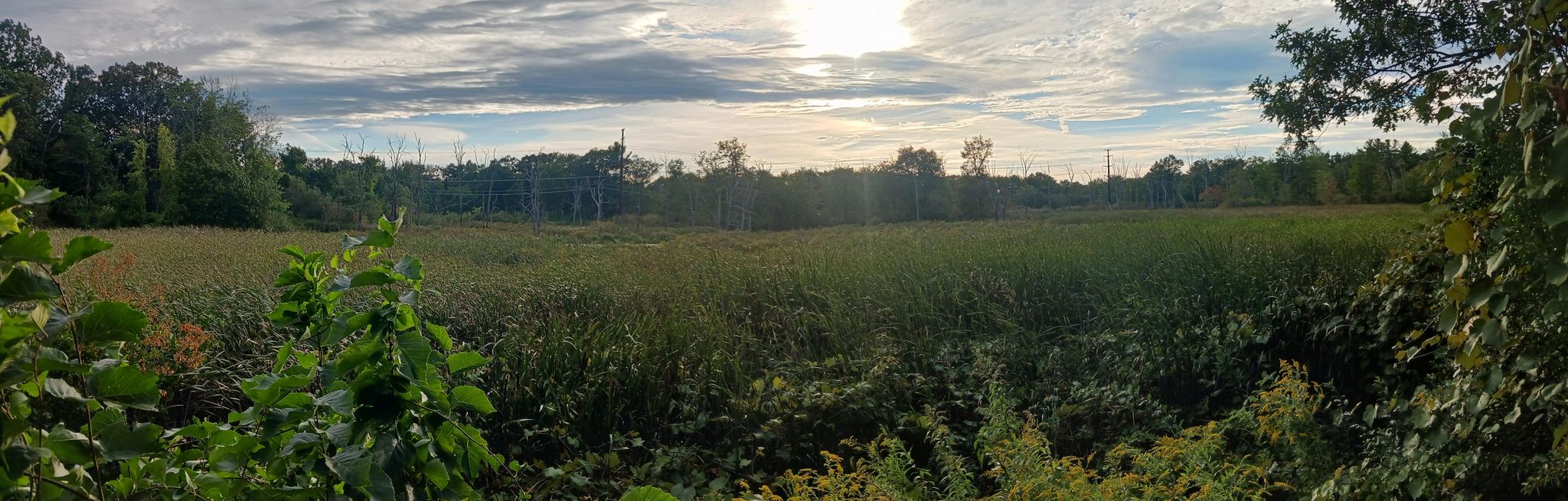 Panoramic view of a vast green marshland under a bright, cloudy sky. - Methuen Rail Trail
