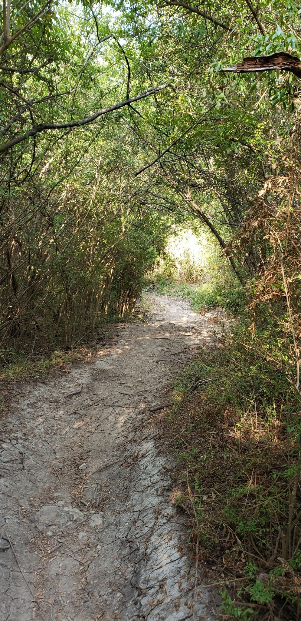 A narrow dirt path winding through a tunnel of dense green trees. - Lone Wolf and The Dam Drop Trail Loop