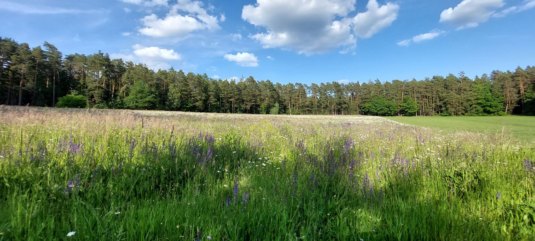 Waldwiese