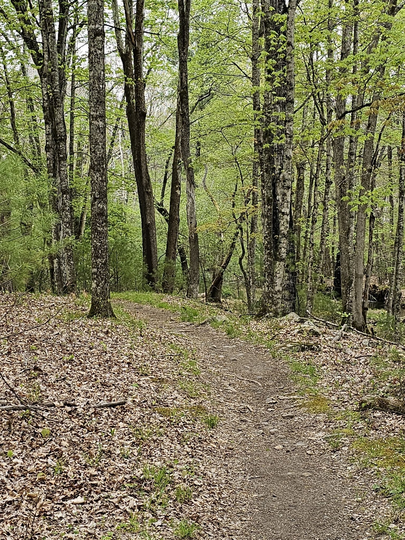 Winding dirt path through a forest with green trees and fallen leaves. - Mountainbike loop from Pandapas Pond Upper Lot Parking