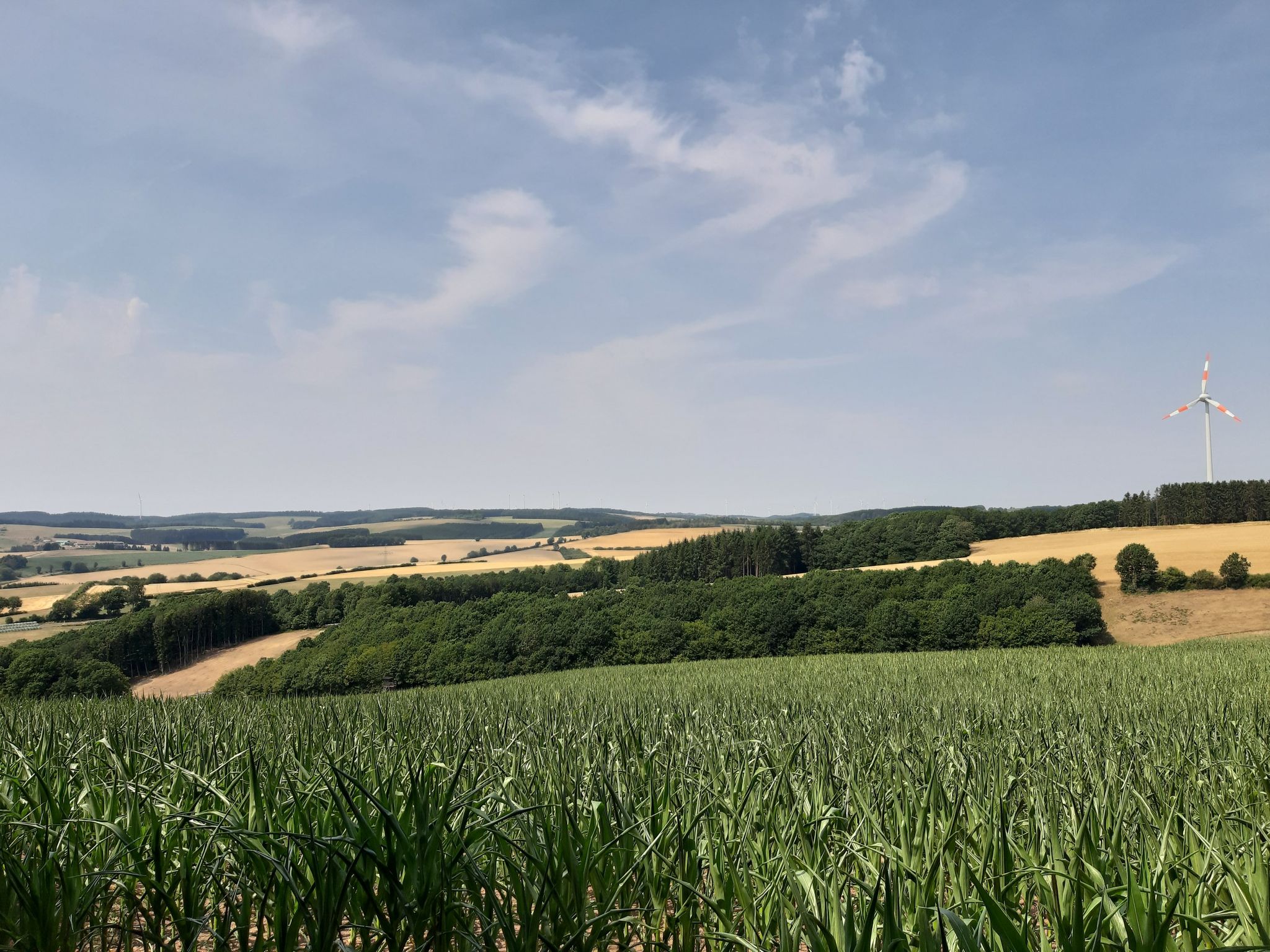 Südeifel 1