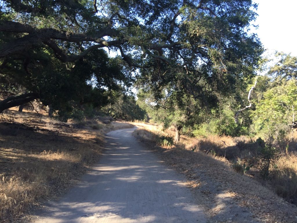 Shaded dirt path winding through a forest of large trees with dappled sunlight. - Whiting Ranch Wilderness Park – Reynolds Bench loop from Saddleback Church