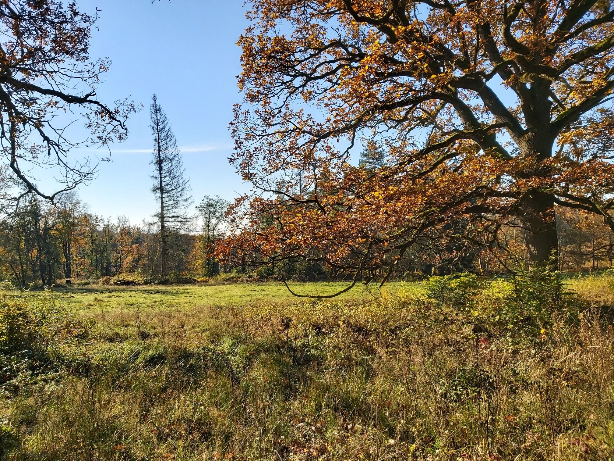 Kaiserwiese