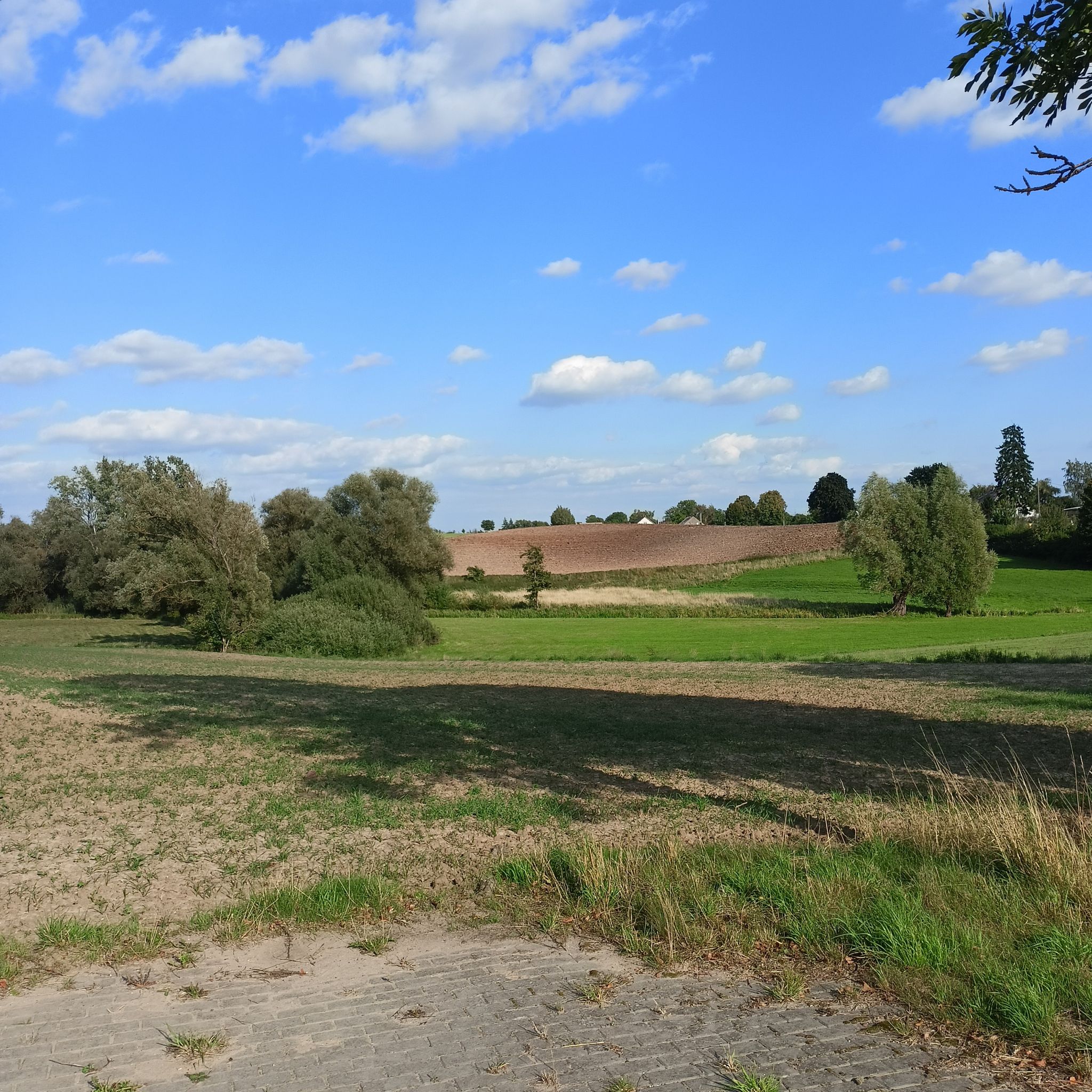 książki 