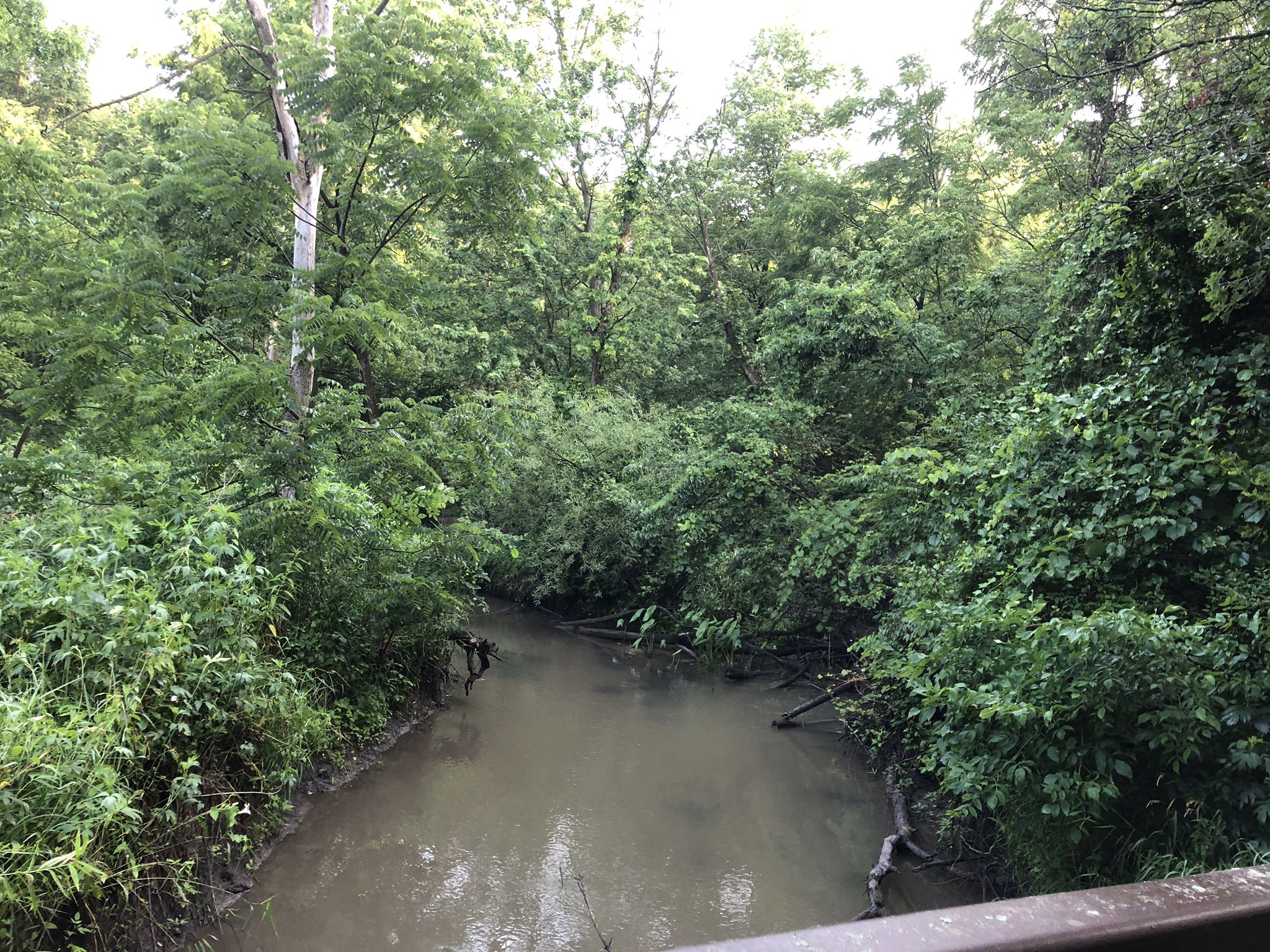 A narrow, muddy stream flows through a dense, green forest under dappled light. - Mather Woods Park Loop
