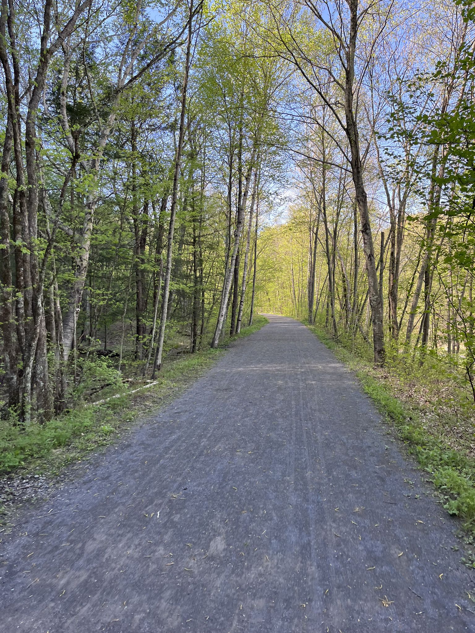 A paved path winding through a bright green forest on a sunny day. - Joppenbergh Mountain Loop