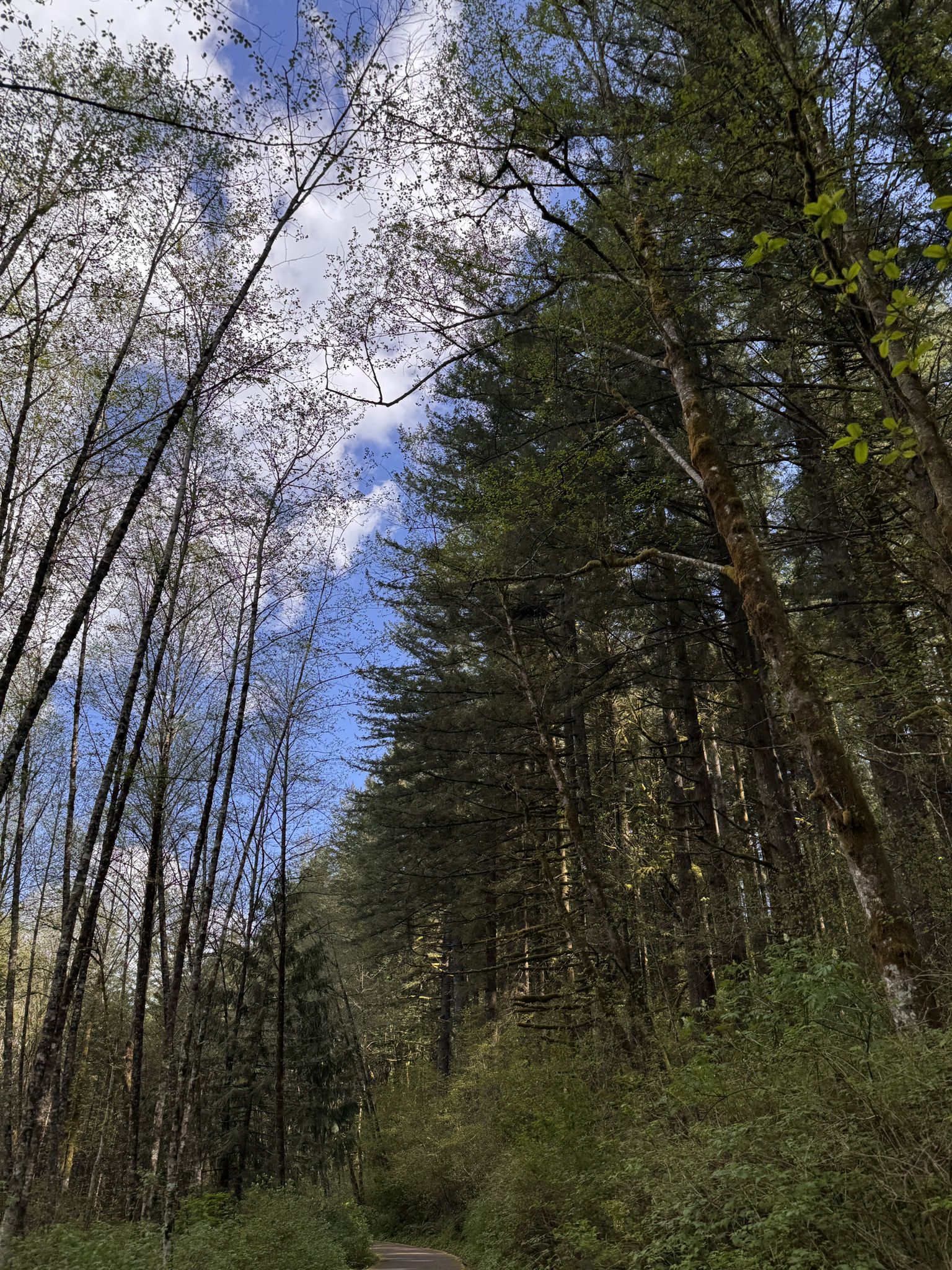 Tall trees frame a bright blue sky with white clouds above a forest path. - Moulton Falls Regional Park – Picnic Area loop from Lucia Falls Park