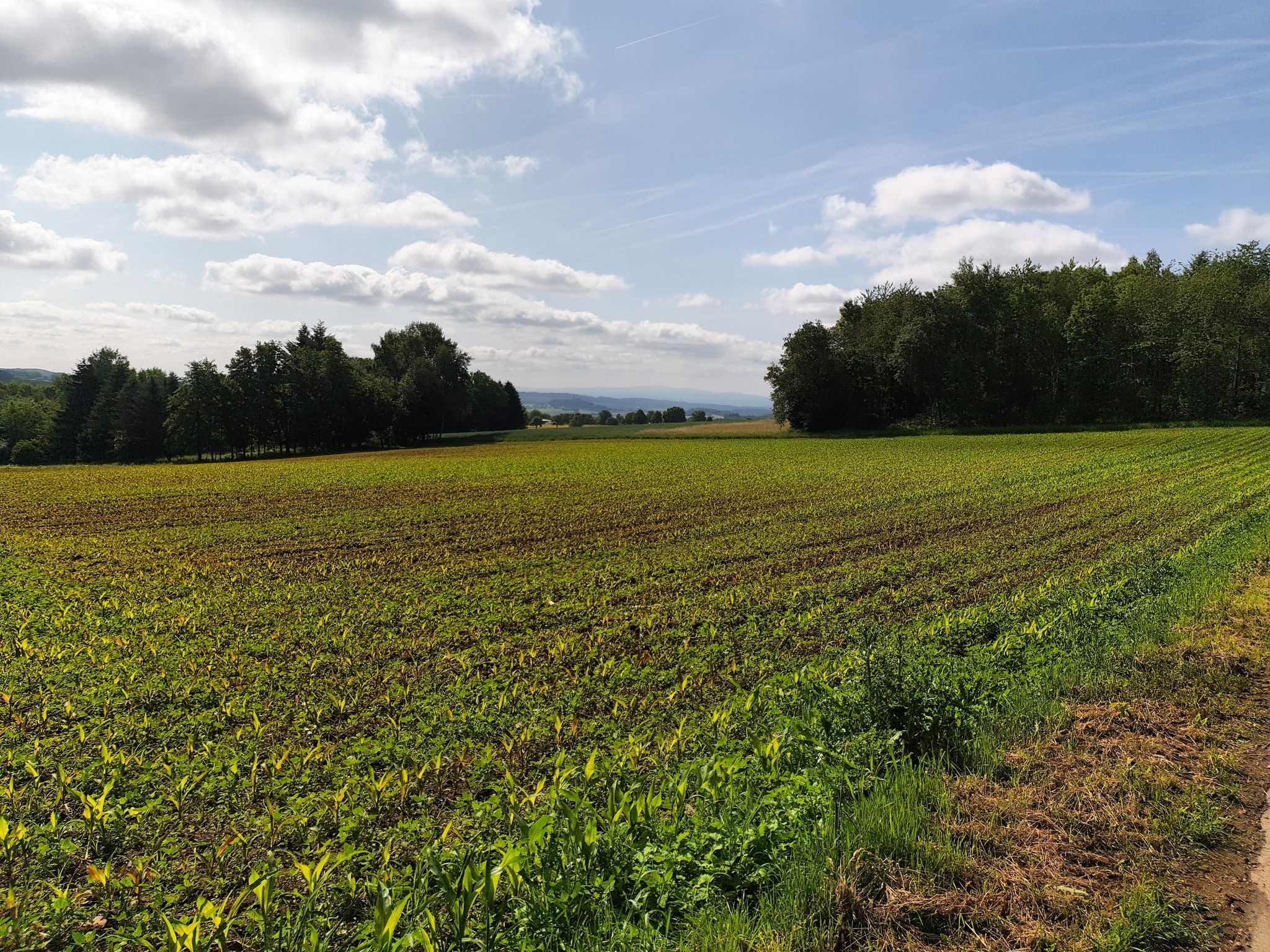 Blick zum Taunus