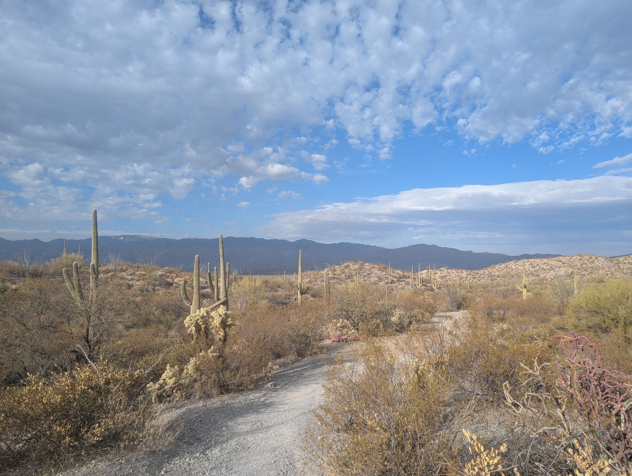 A dirt path winds through desert cacti and shrubs toward distant mountains. - Future Generations Overlook – Cactus Forest Overlook loop from Desert Plants Garden