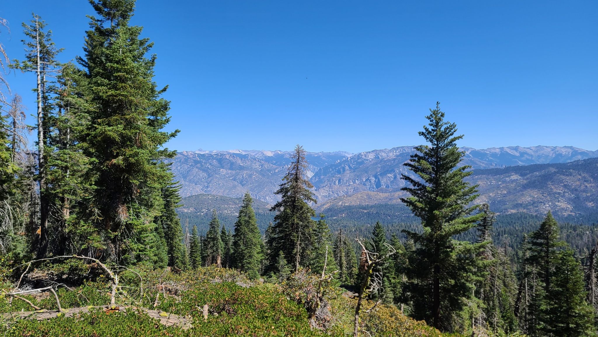 Lush green forest with distant mountains under a bright, clear blue sky. - Panoramic Point