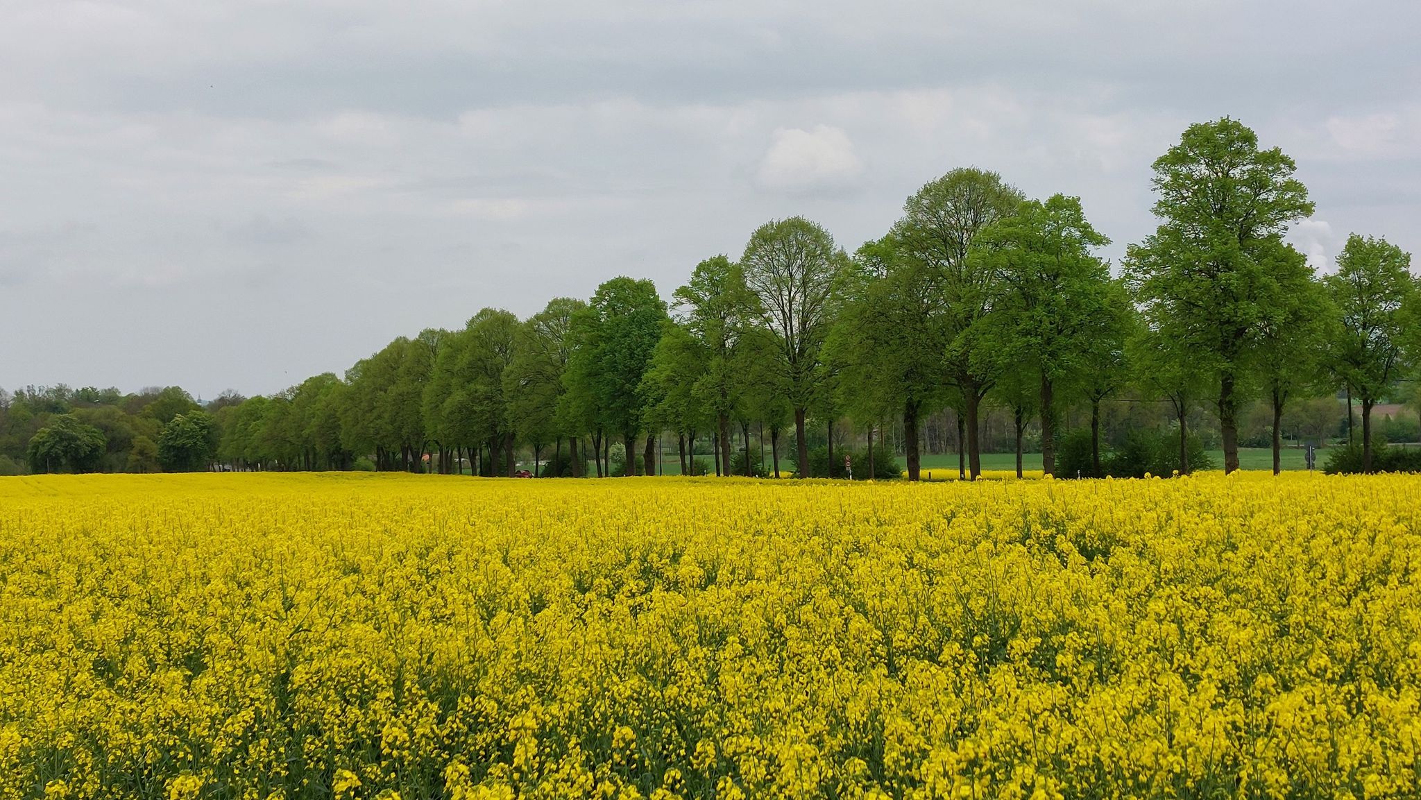 Rapsfeld am Krikedillweg