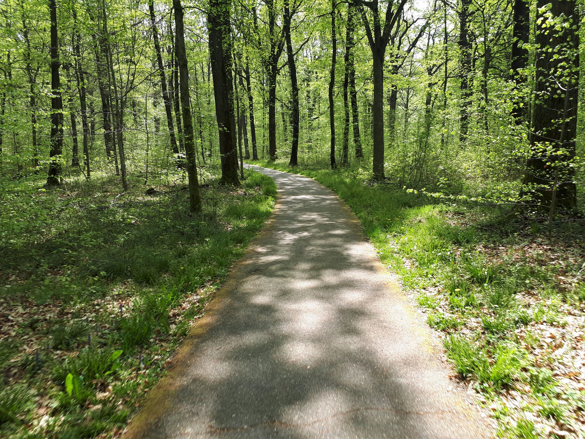 Belle piste en sous bois tres gravel