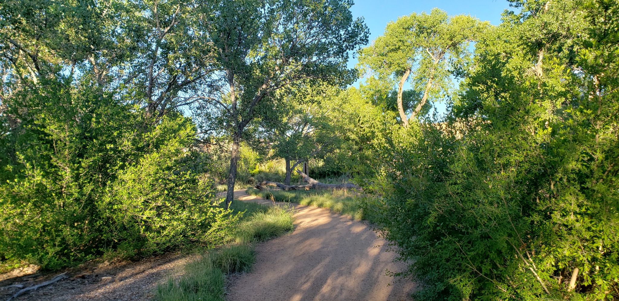 Sunny dirt path surrounded by lush green trees and bushes. - Paseo del Bosque Trail Loop
