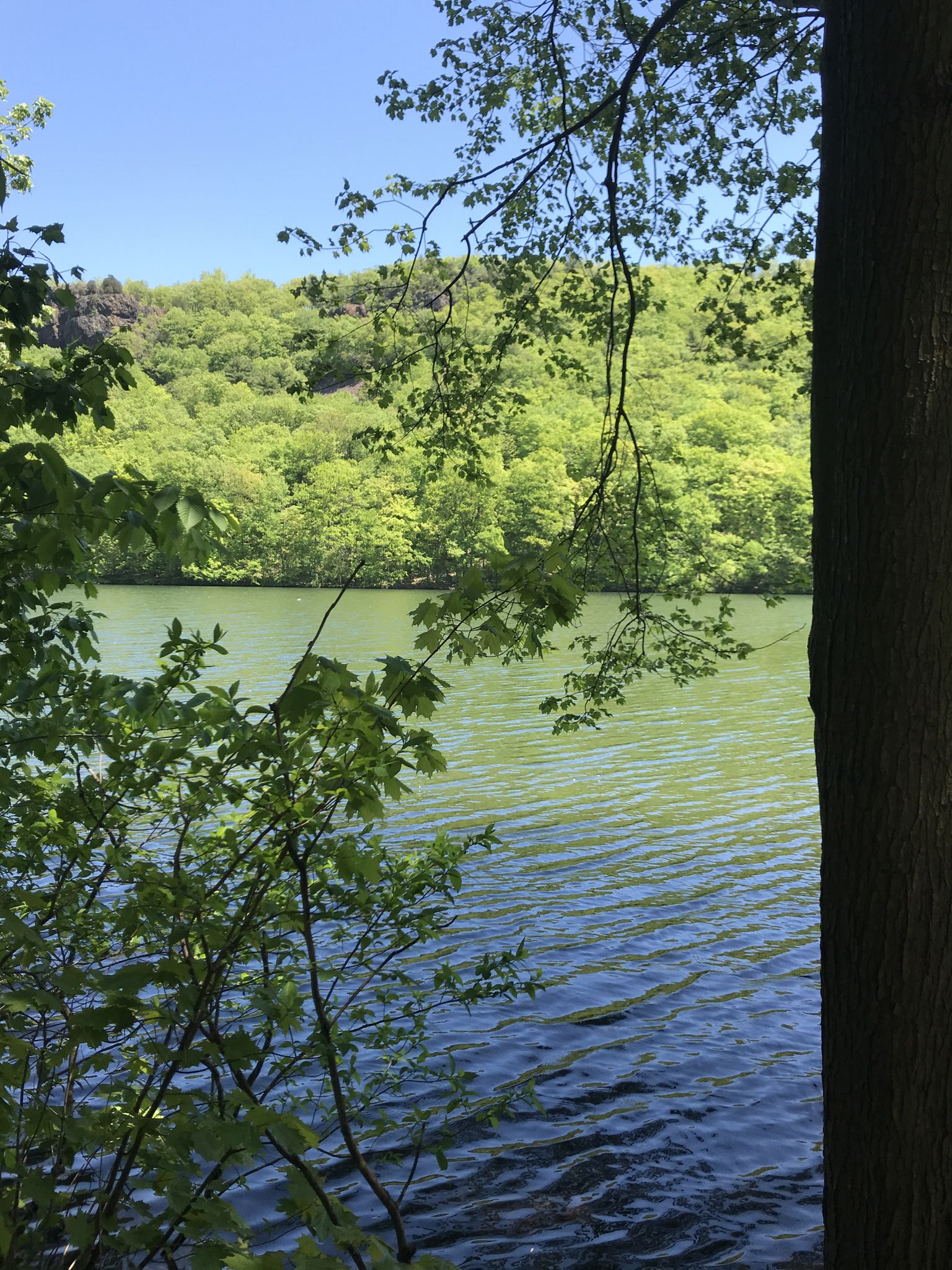 Calm water and green forested hill framed by leafy tree branches on a sunny day. - Mount Lamentation Loop
