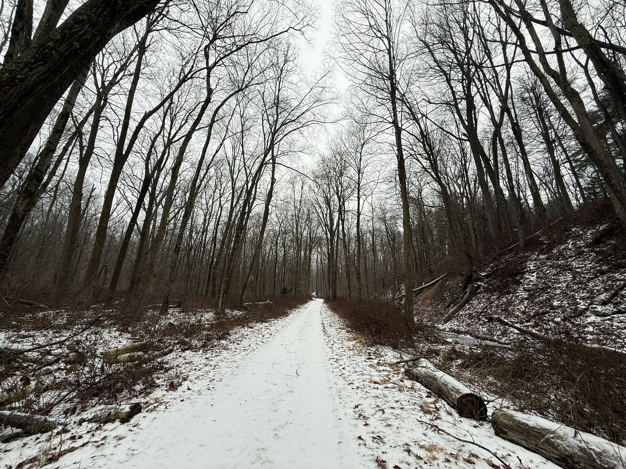 Snow-dusted path winding through a bare winter forest with fallen logs. - Bluebird Trail