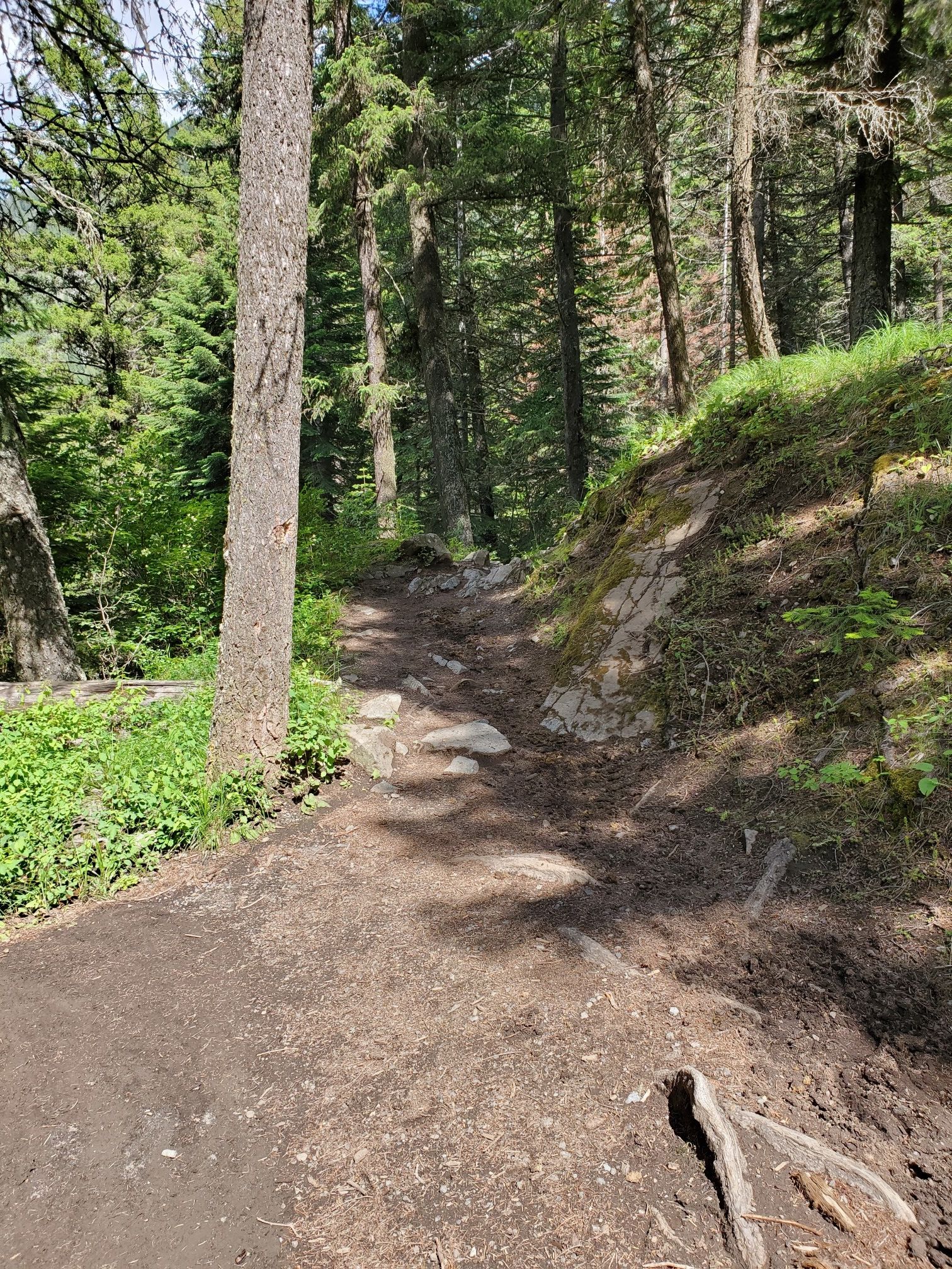 Dirt trail winding through a dense forest with tall trees and dappled sunlight. - Lower Falls and West Fork Wallowa Spur Loop
