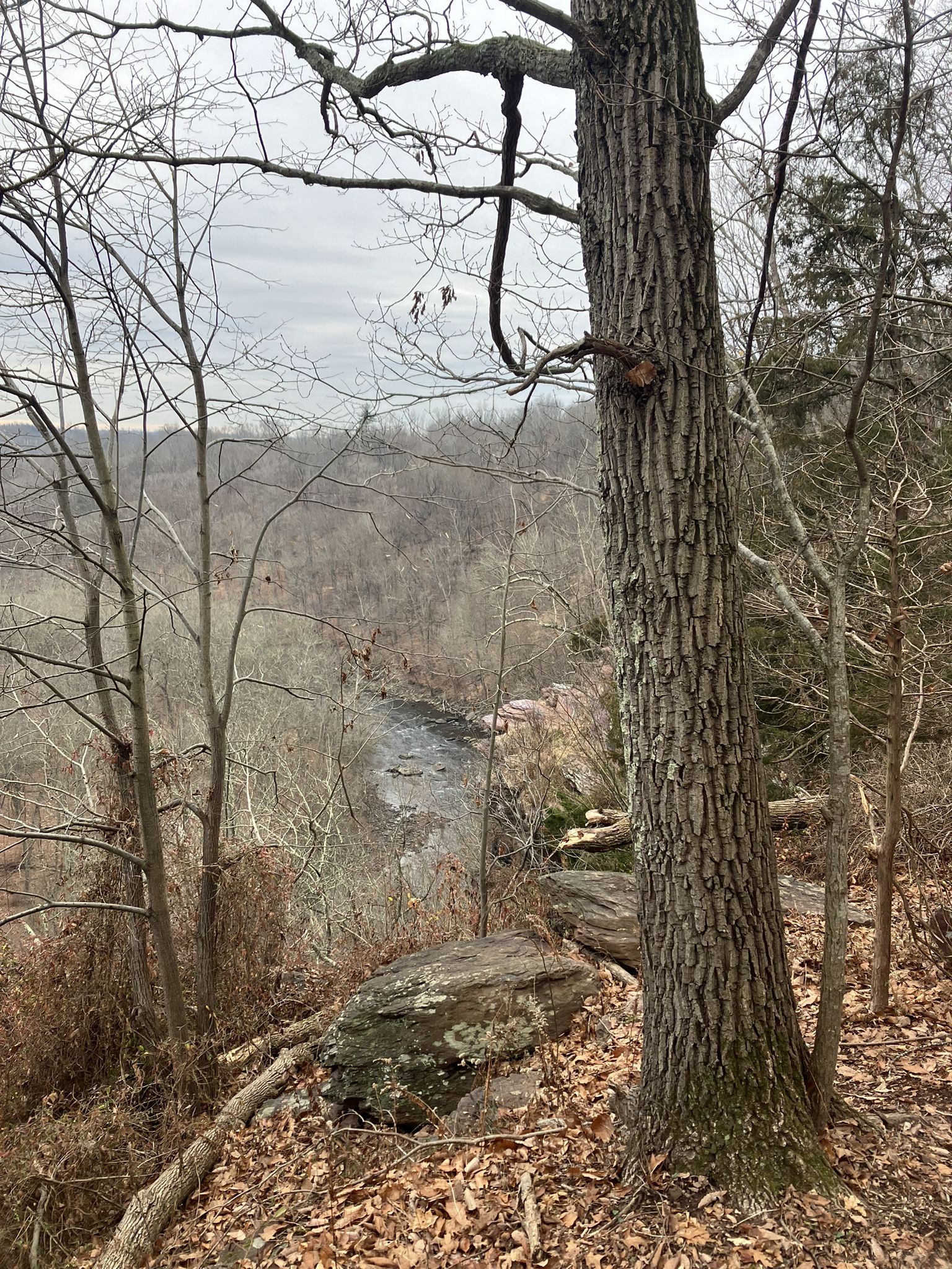 Large tree in foreground, overlooking a river and bare winter forest. - Tohickon Valley Park loop from High Rocks Vista