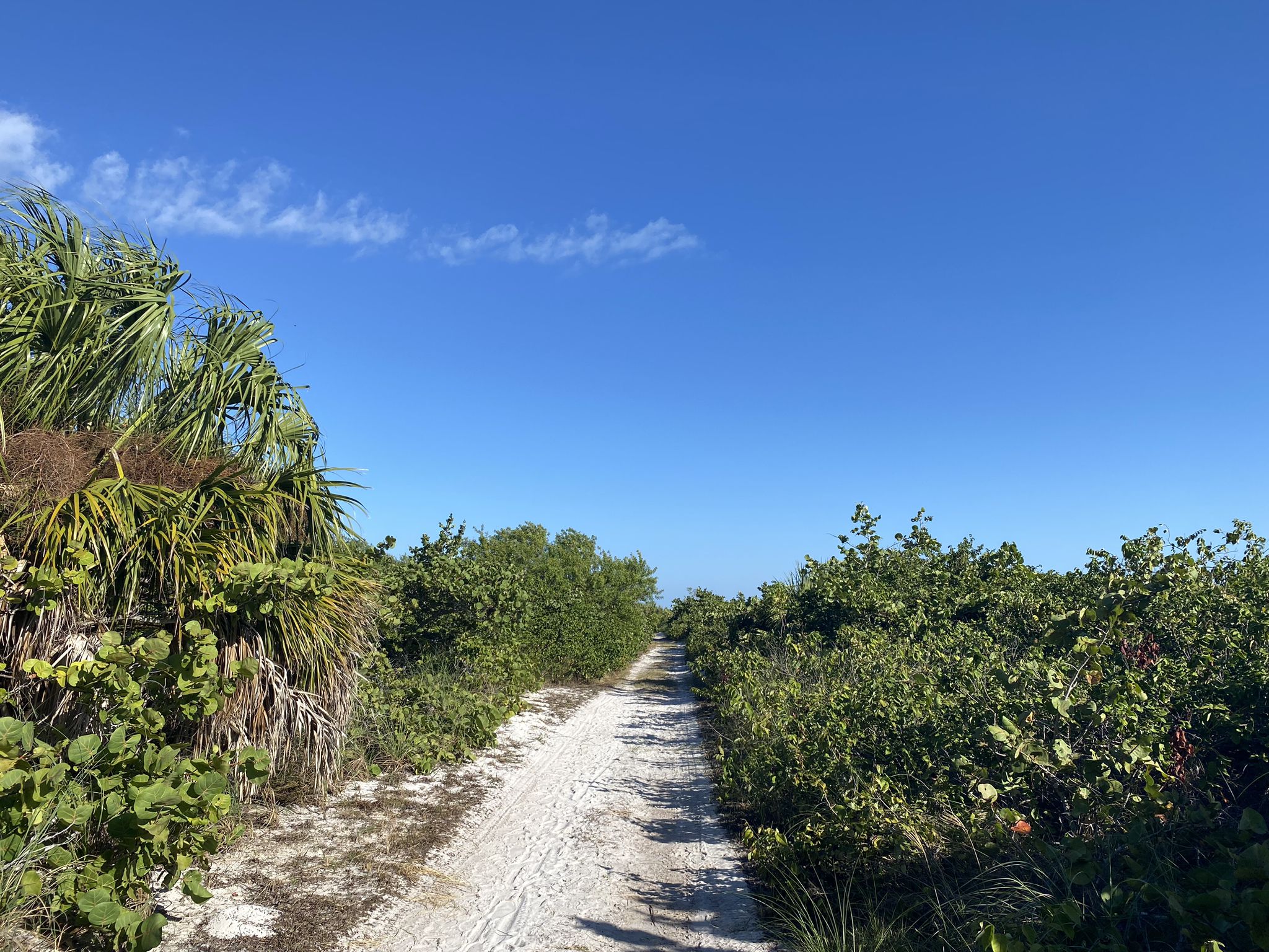 A sandy path winds through dense green coastal vegetation under a clear blue sky. - Ted Sperling Park Nature Trail