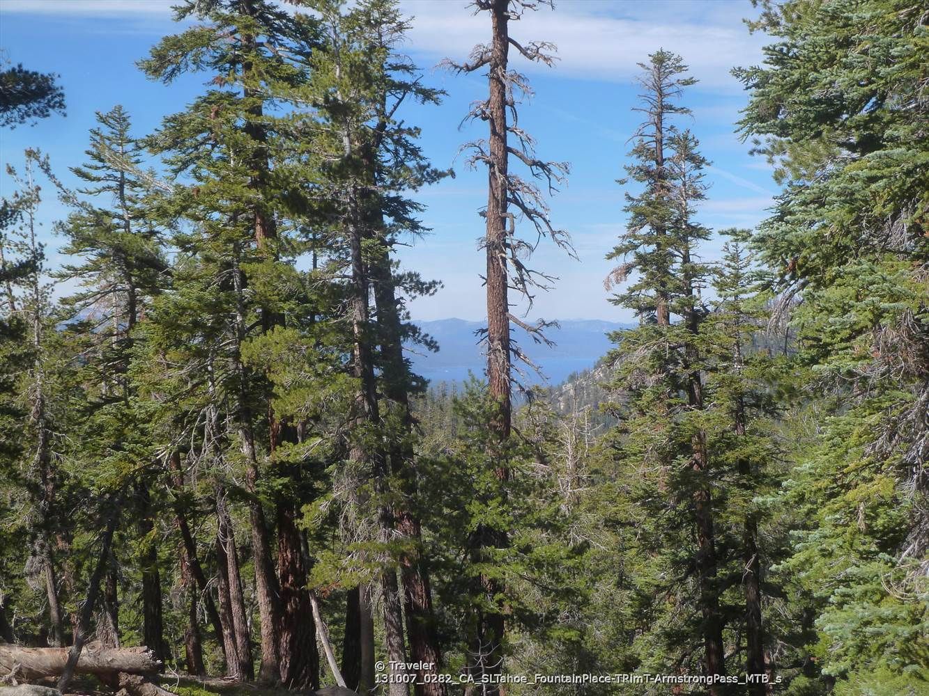 Dense pine forest with distant mountains under a clear blue sky. - Armstrong to Strawberry loop