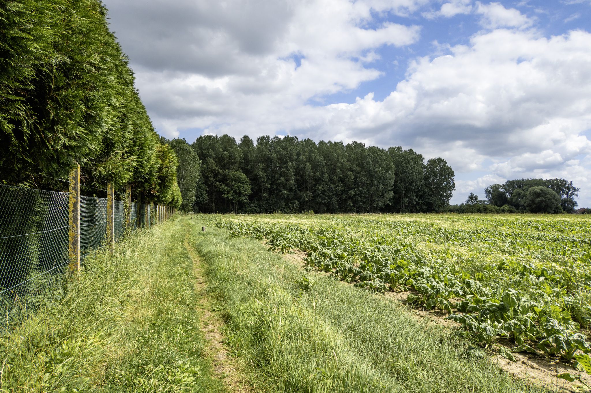 Langs de velden bij de Pontweg