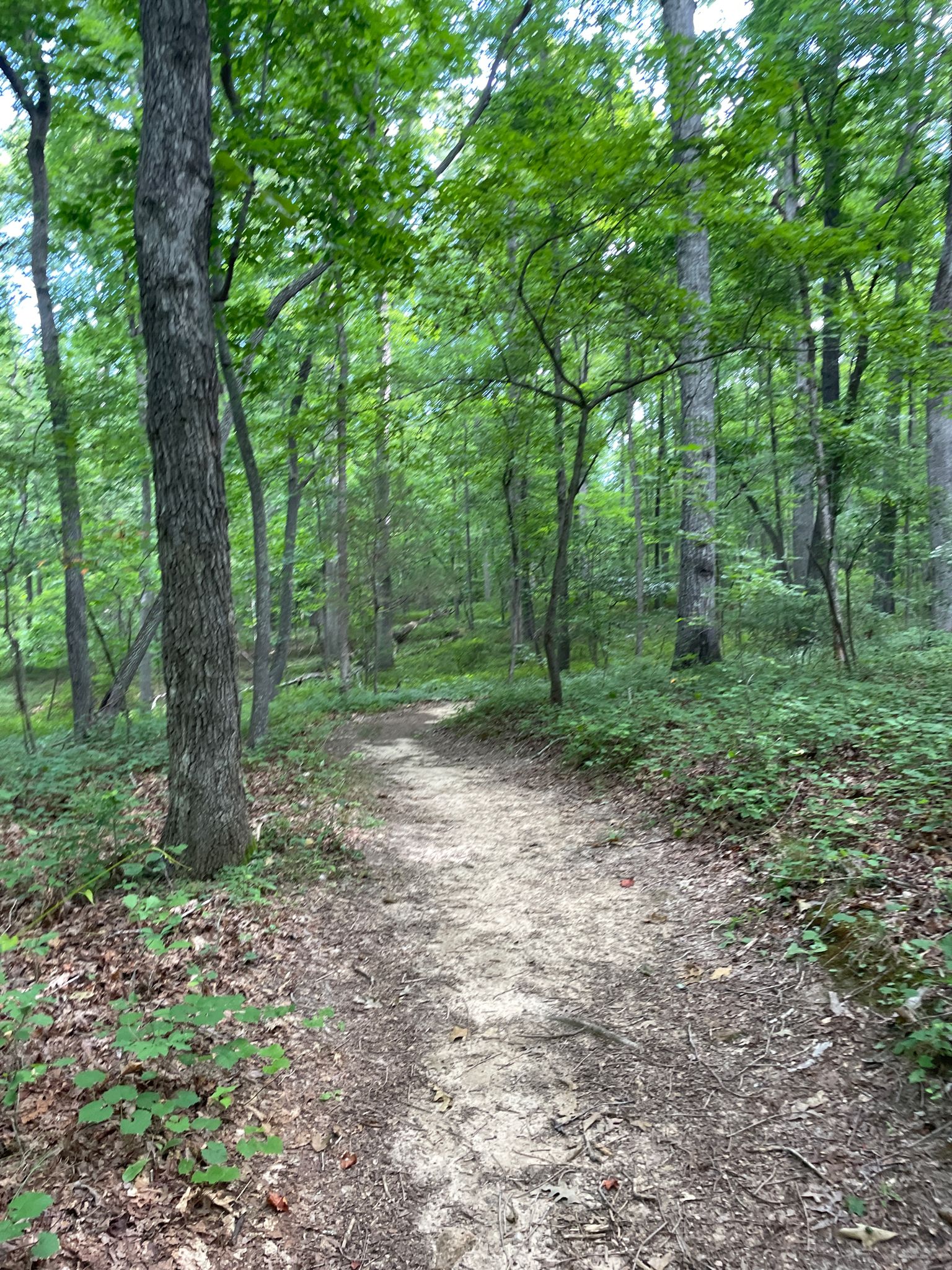 A narrow dirt path winds through a lush, green, sun-dappled forest. - Harbins Park lookout loop from Overflow parking