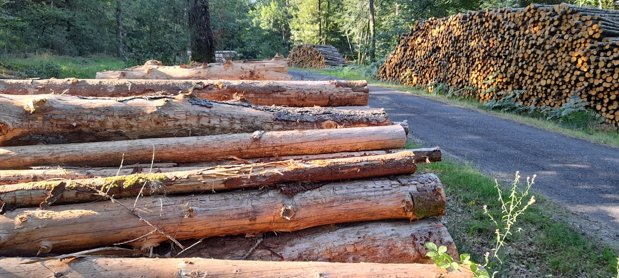 hout