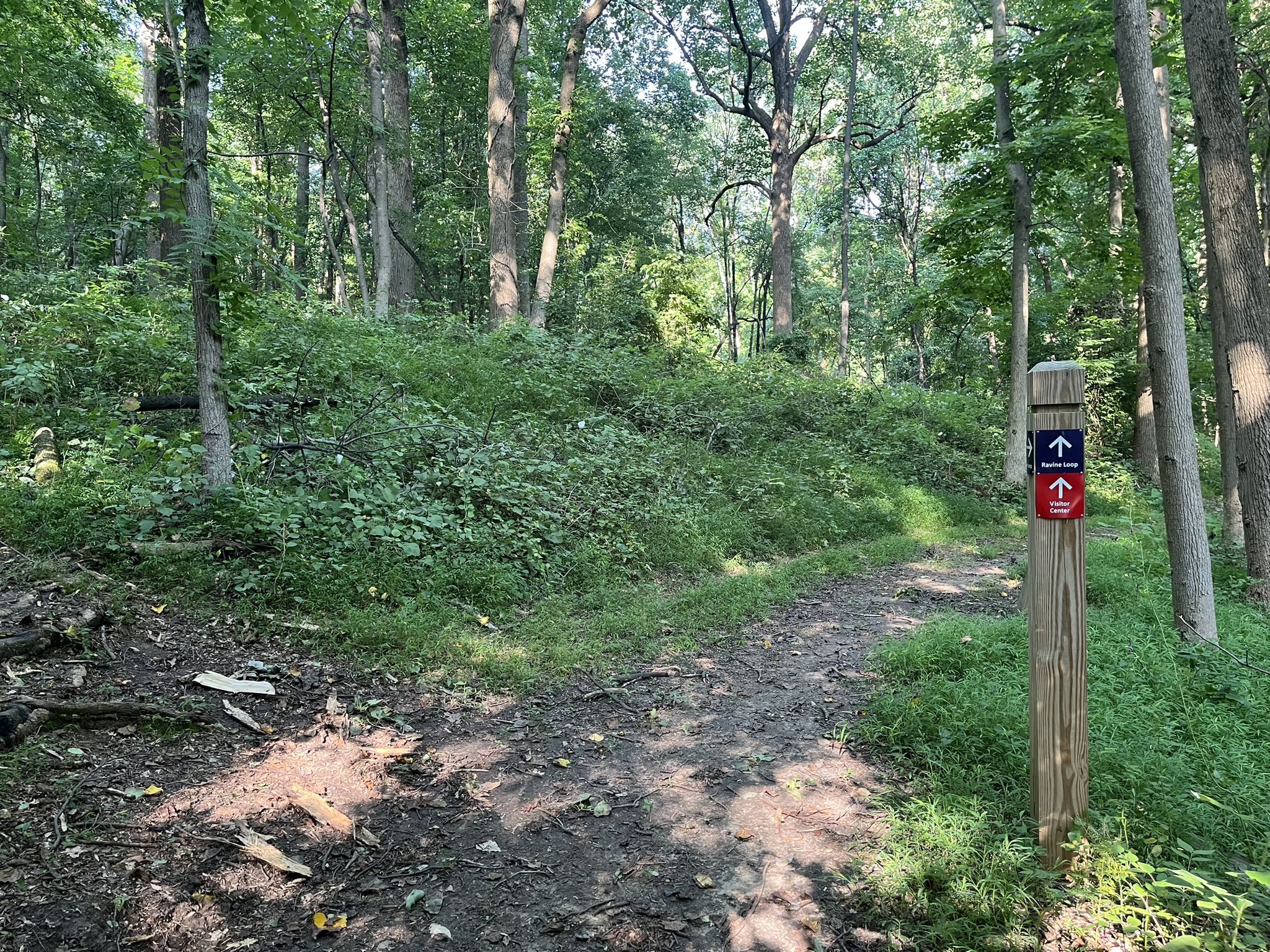 A sunlit dirt trail leads into a dense forest with a wooden signpost. - Ravine and Gray Fox Trails Loop