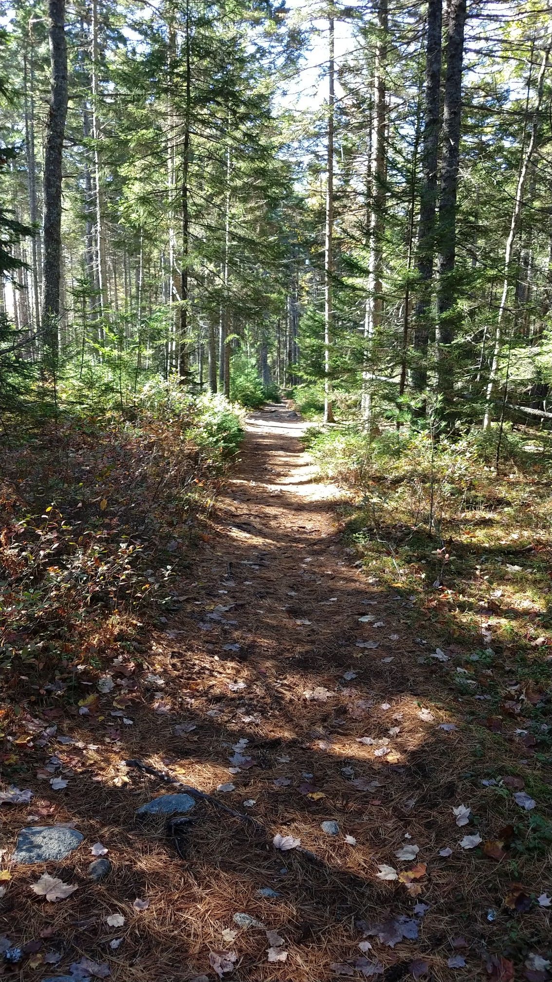 Narrow forest path covered in pine needles, leading into dappled light. - Peter Brooke Trail and Penny's Preserve