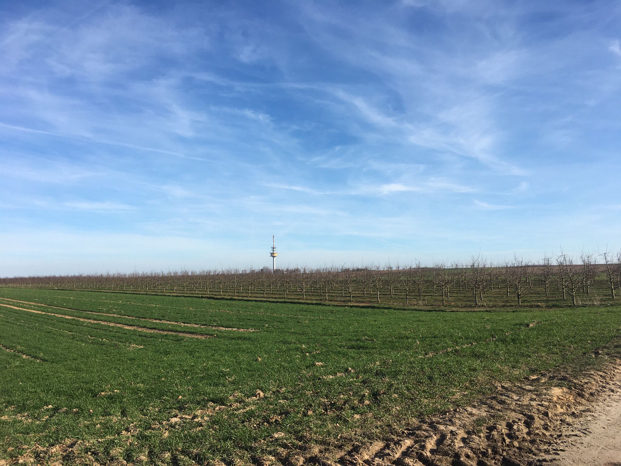 Blick auf den „Ober-Olmer Fernsehturm