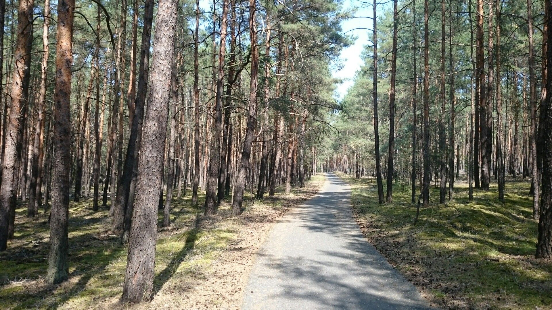 Bagenzer Wald
