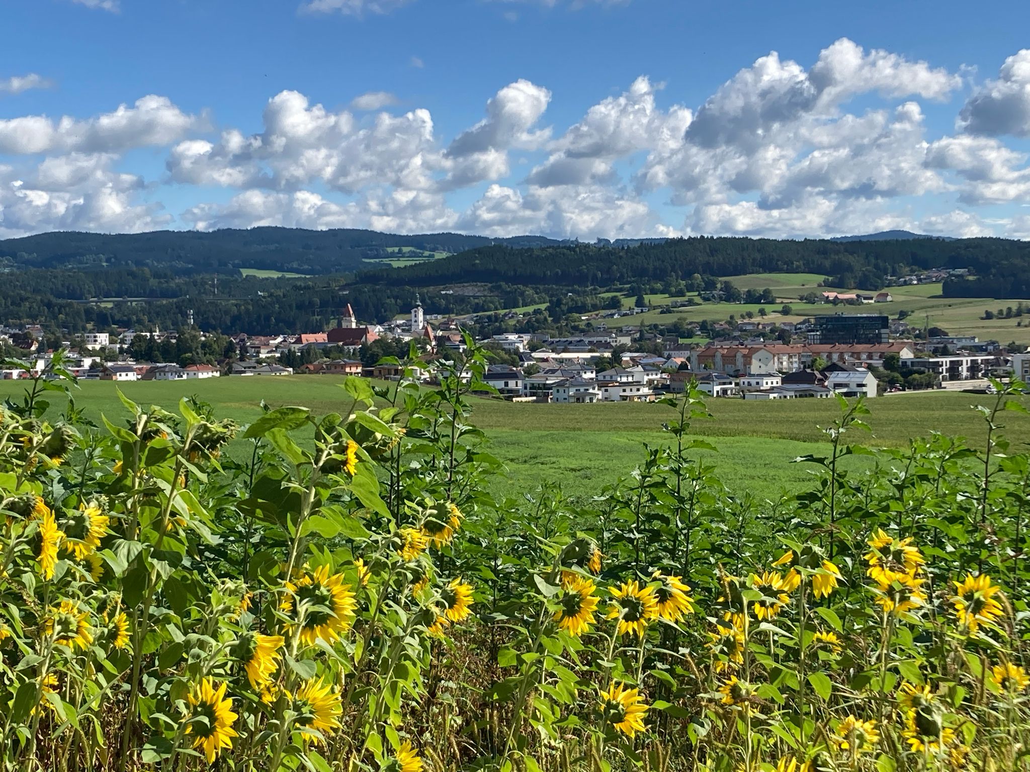 Blick auf Freistadt