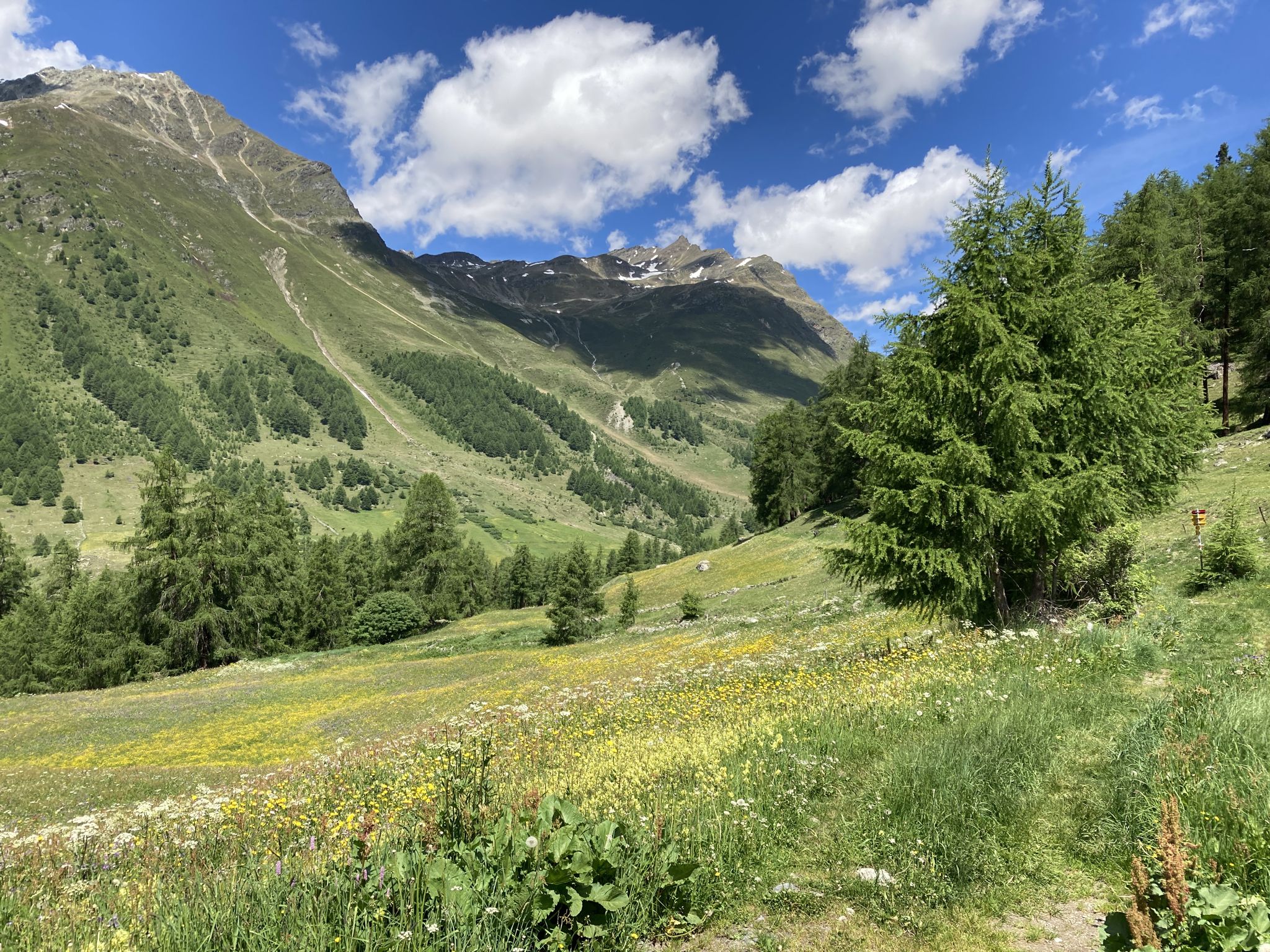 Wiese wie ein Gemälde