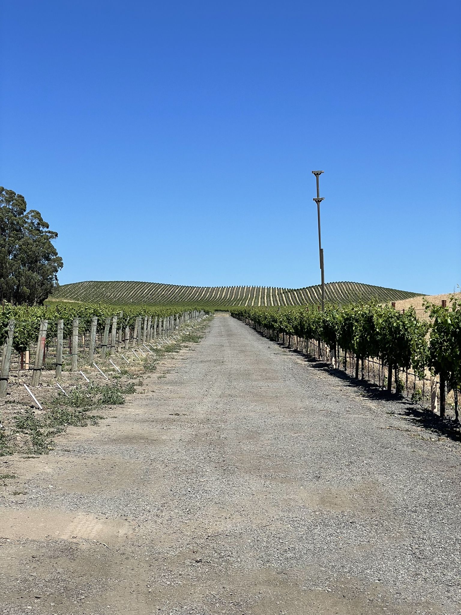 A gravel road leading through rows of vineyards towards a distant hill. - Vineyard Road in Napa Valley – Sonoma Plaza loop from Sonoma