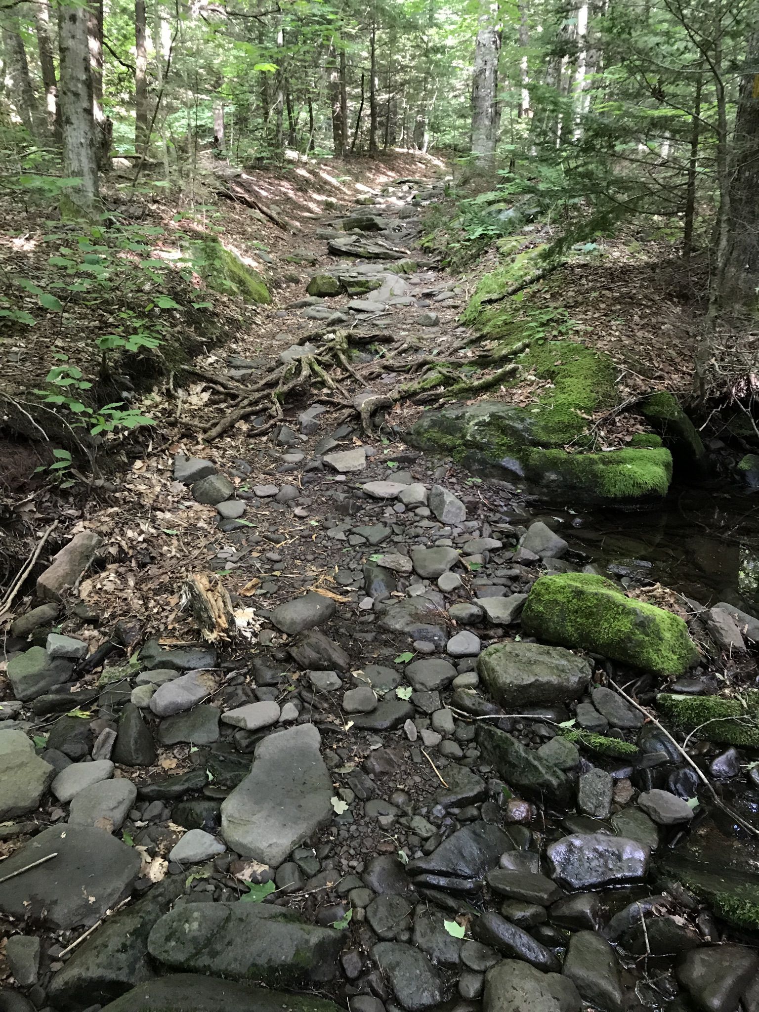 Rocky forest path with a small stream and mossy rocks. - Black Dome and Thomas Cole via Black Dome Range Trail