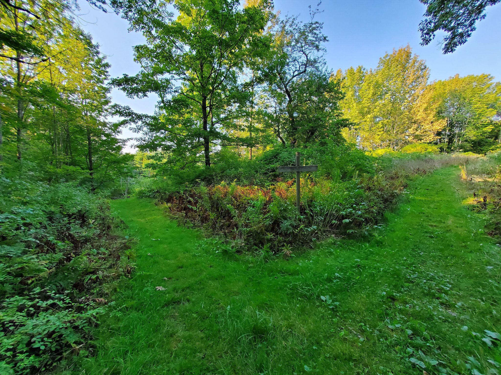 A fork in a grassy path surrounded by lush green forest under bright light. - Blue River and Woods Loop Trail
