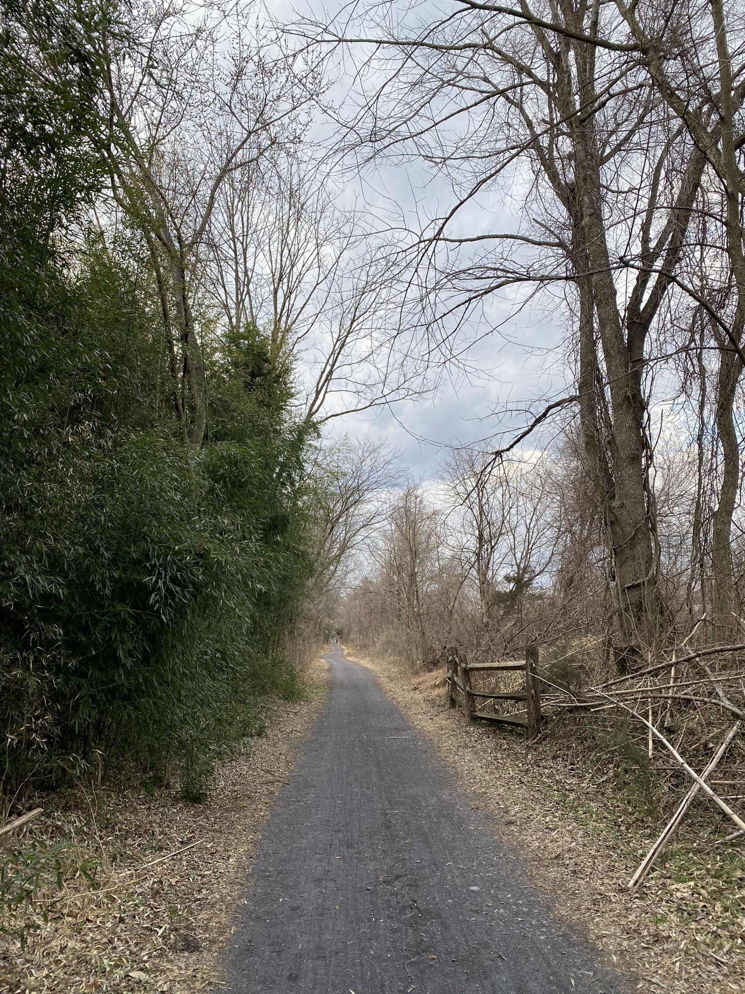 Dirt path through a forest with bare trees and green bamboo. - Schuylkill River Trail