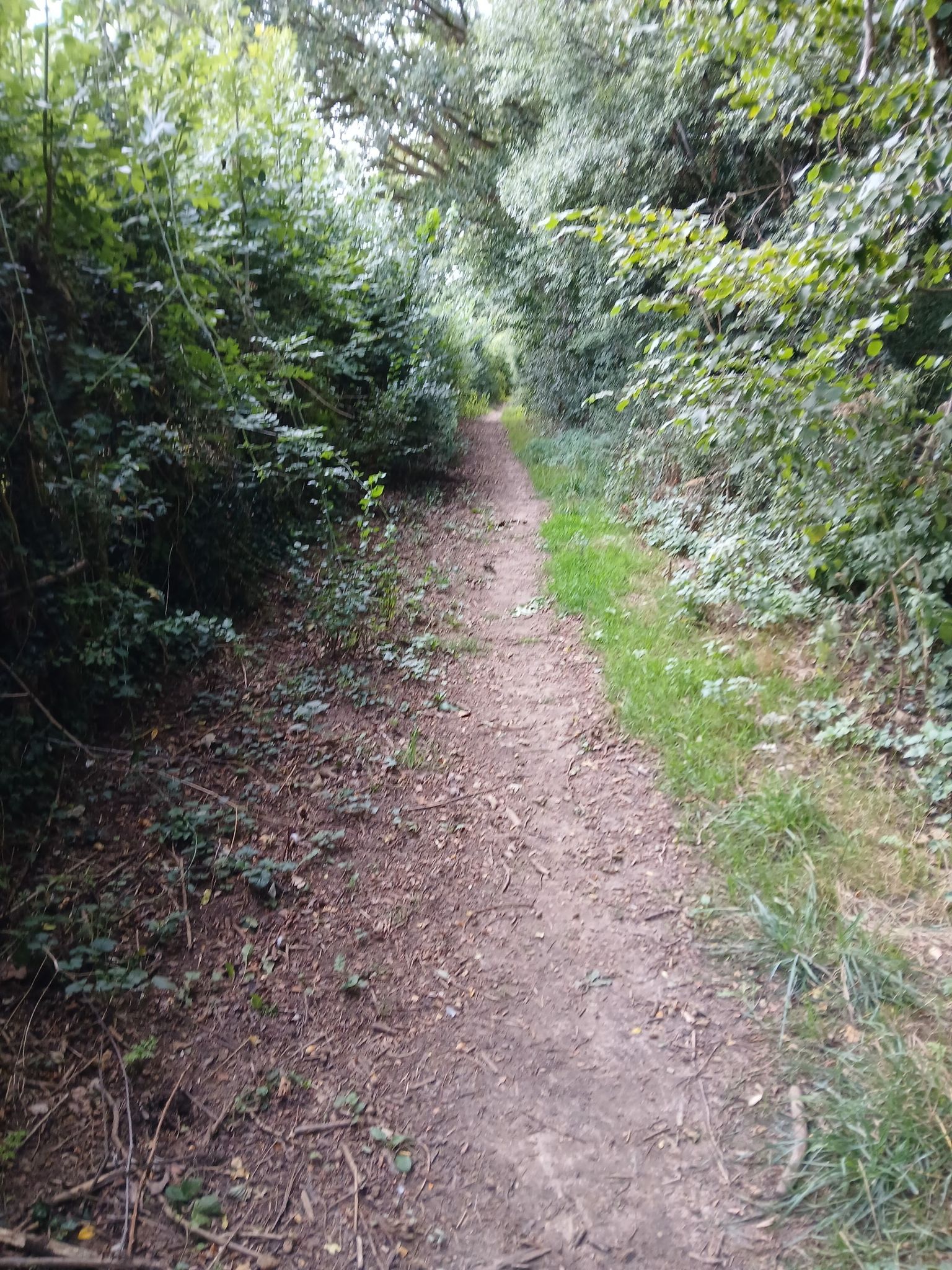 nice, dry, wide & unobstructed path