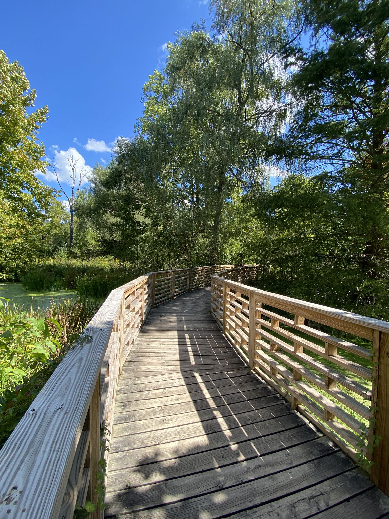 A winding wooden boardwalk through a green, sunny wetland area. - Matthaei Botanical Gardens and Gallup Park Loop