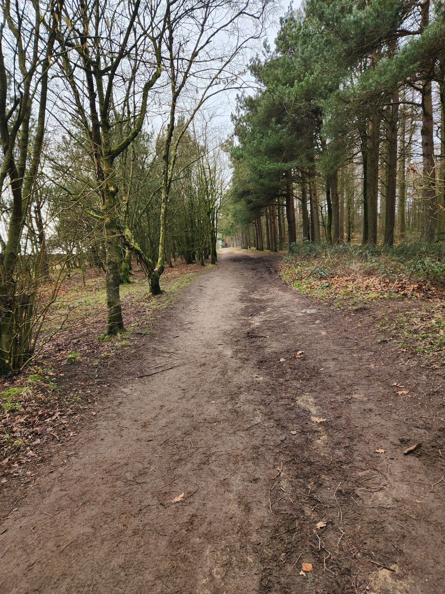 Chevin Forest Bridle Path