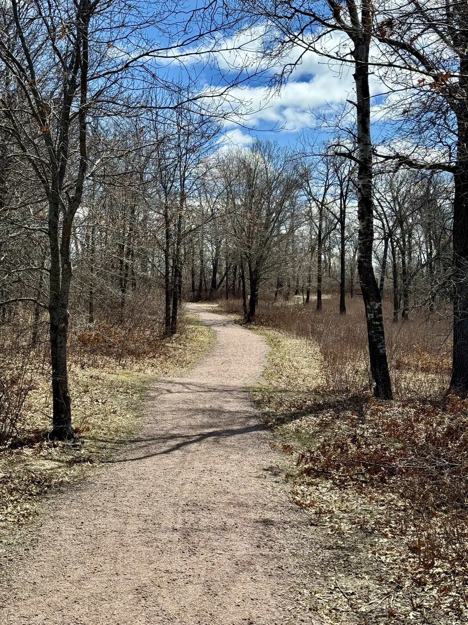A winding dirt path through a forest of bare trees under a blue sky. - Old School House Loop Trail
