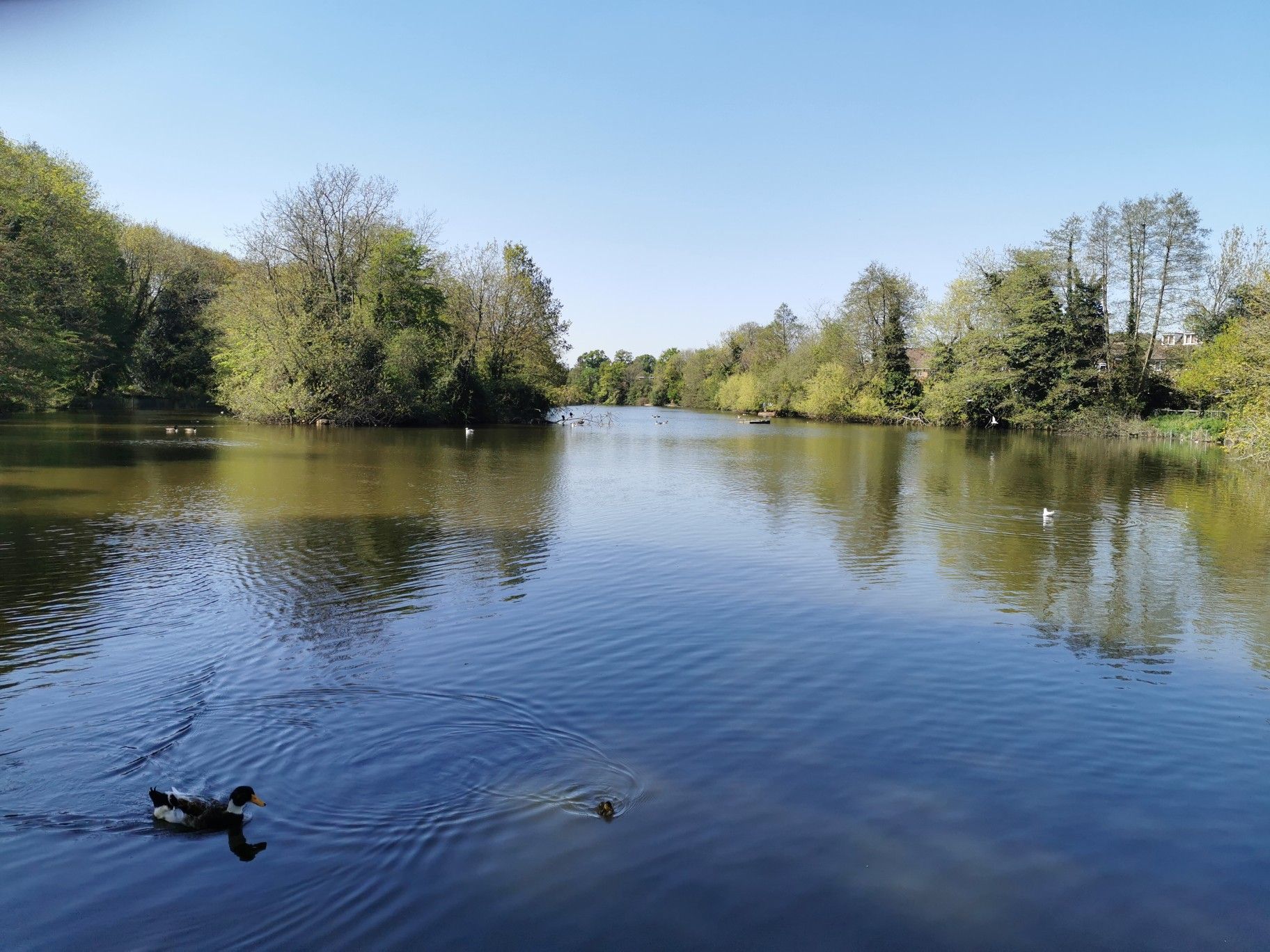 Stunning lake view 