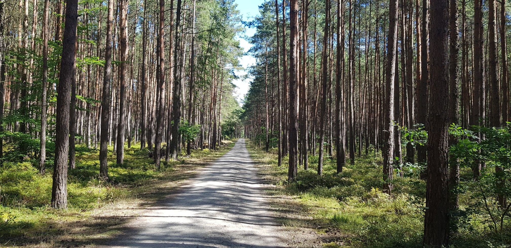 pełno jagód