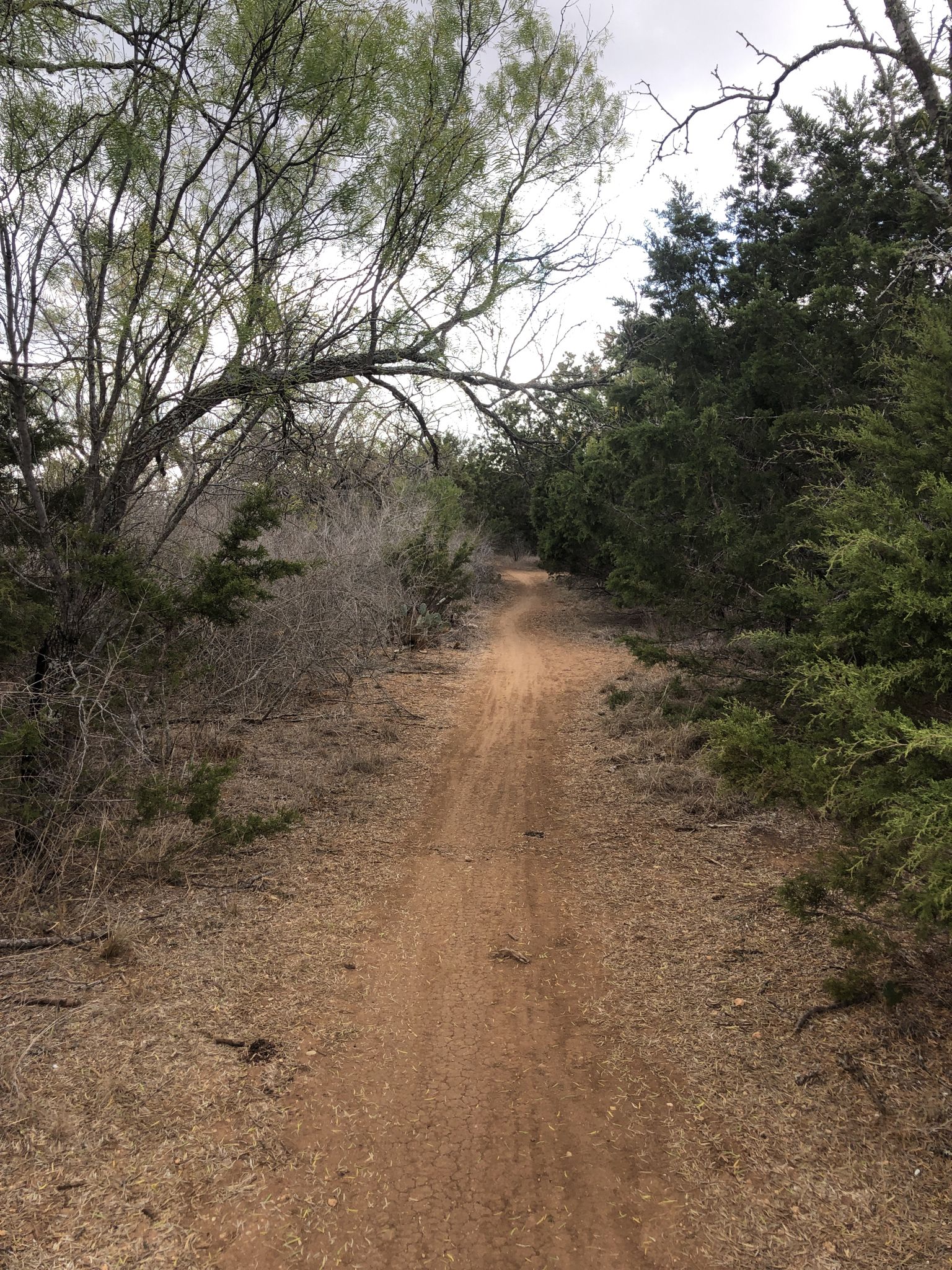 Narrow dirt path through dense green and dry brush. - Drinking Fountain at Fox Park – Pumptrack loop from Bird of Prey
