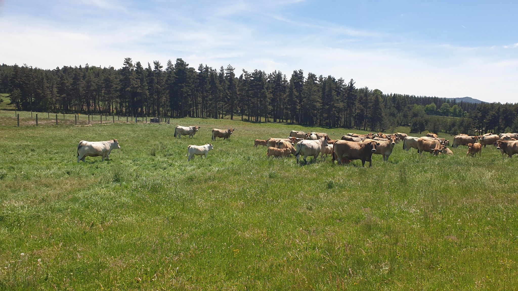 Entrėe dans l'Aubrac