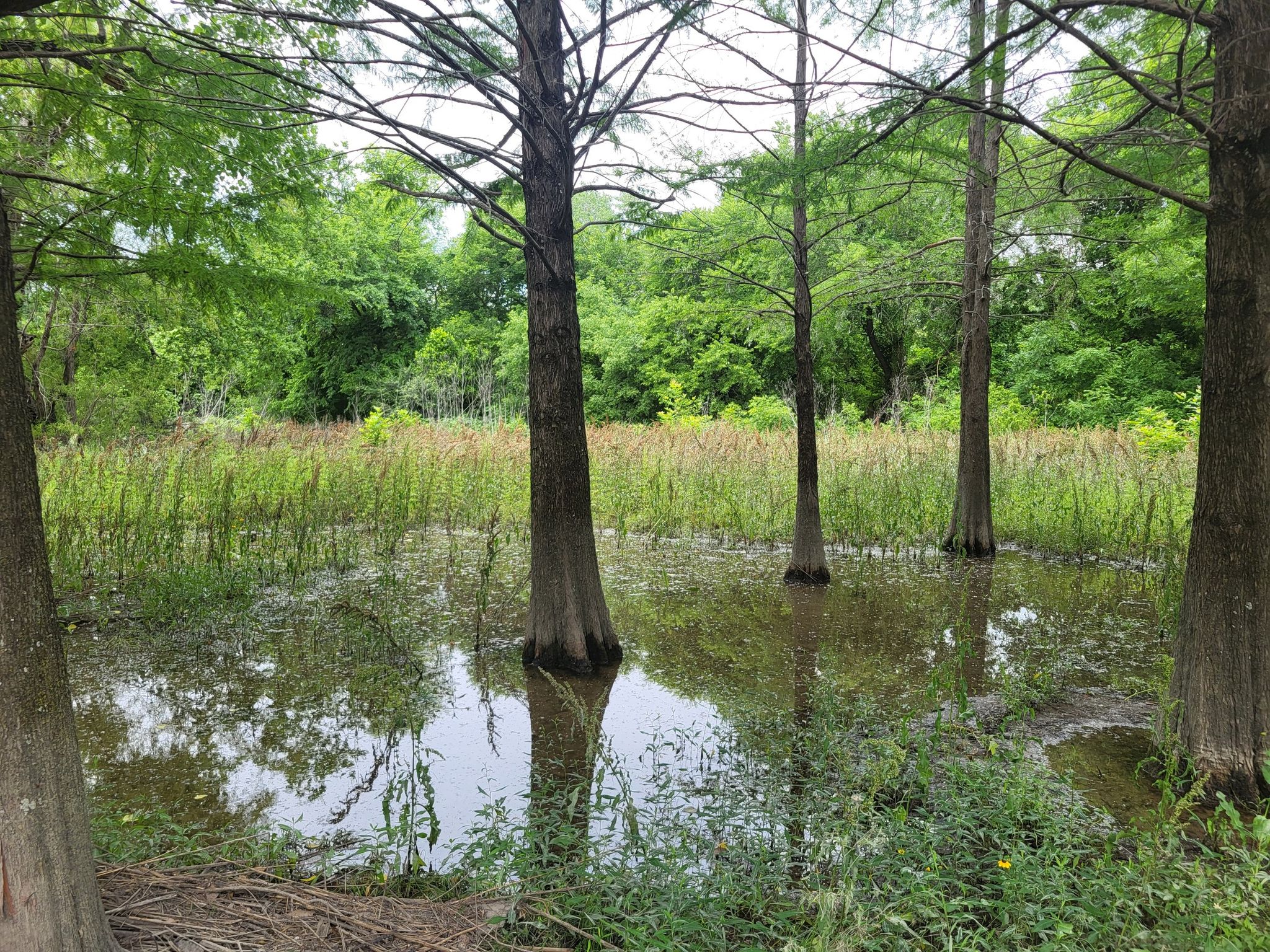 Cypress trees stand in shallow water amidst lush green foliage. - White Rock Lake Dam – White Rock Lake Spillway loop from White Rock