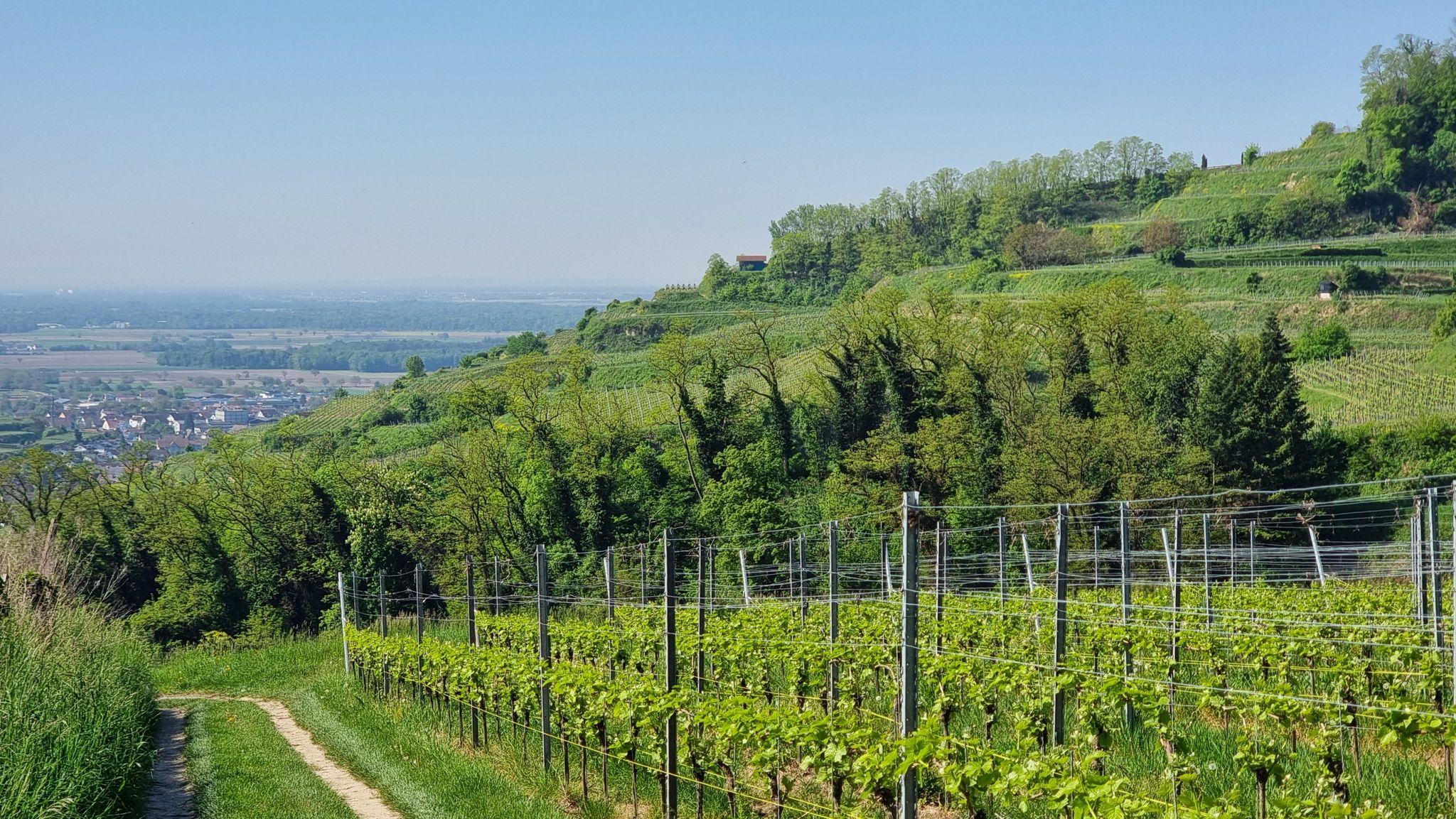 Kurzes Stück durch die Weinberge