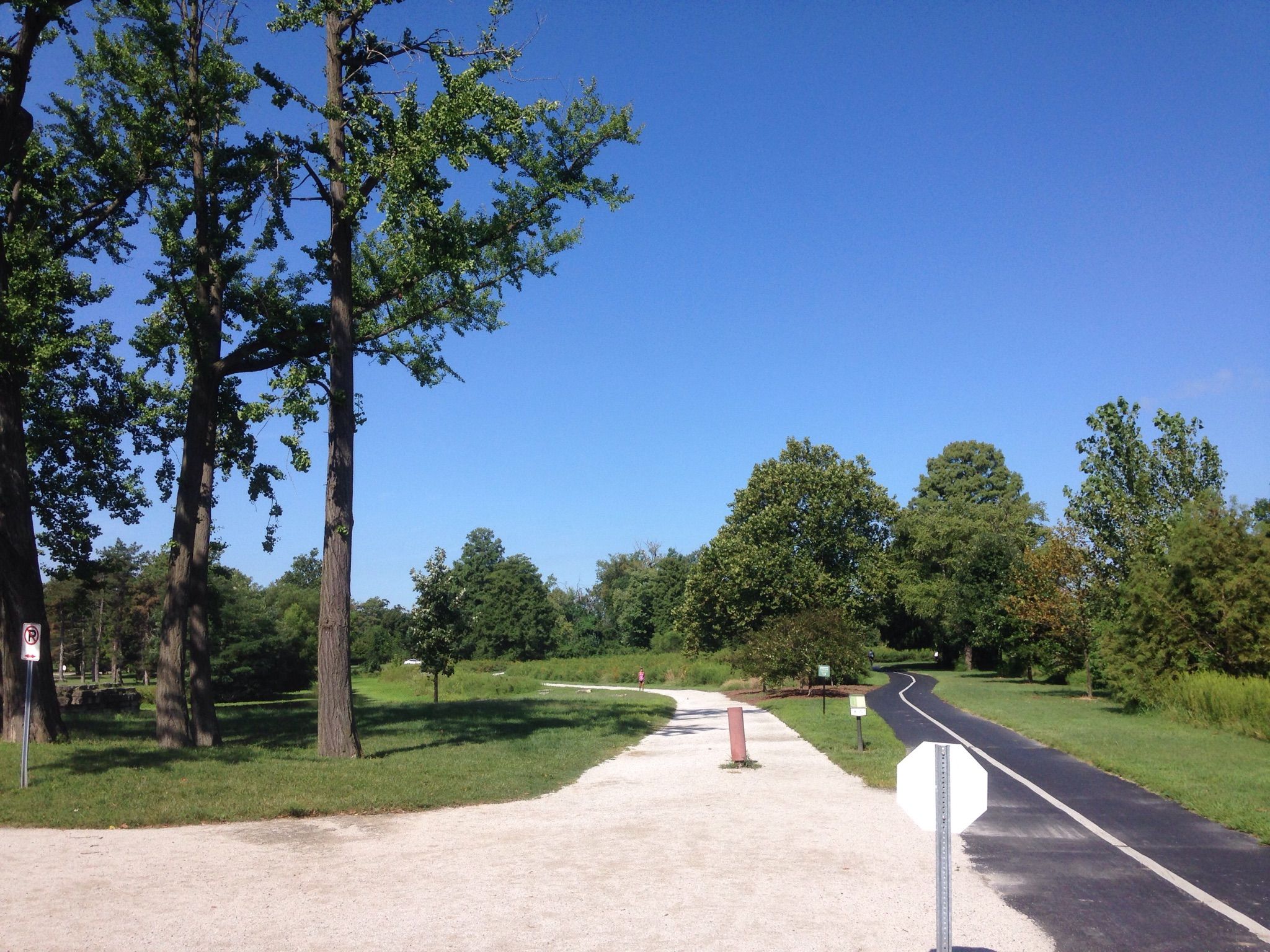 Two paths diverge through a park with tall trees under a clear blue sky. - Forest Park – Wheels Path loop from Cortex