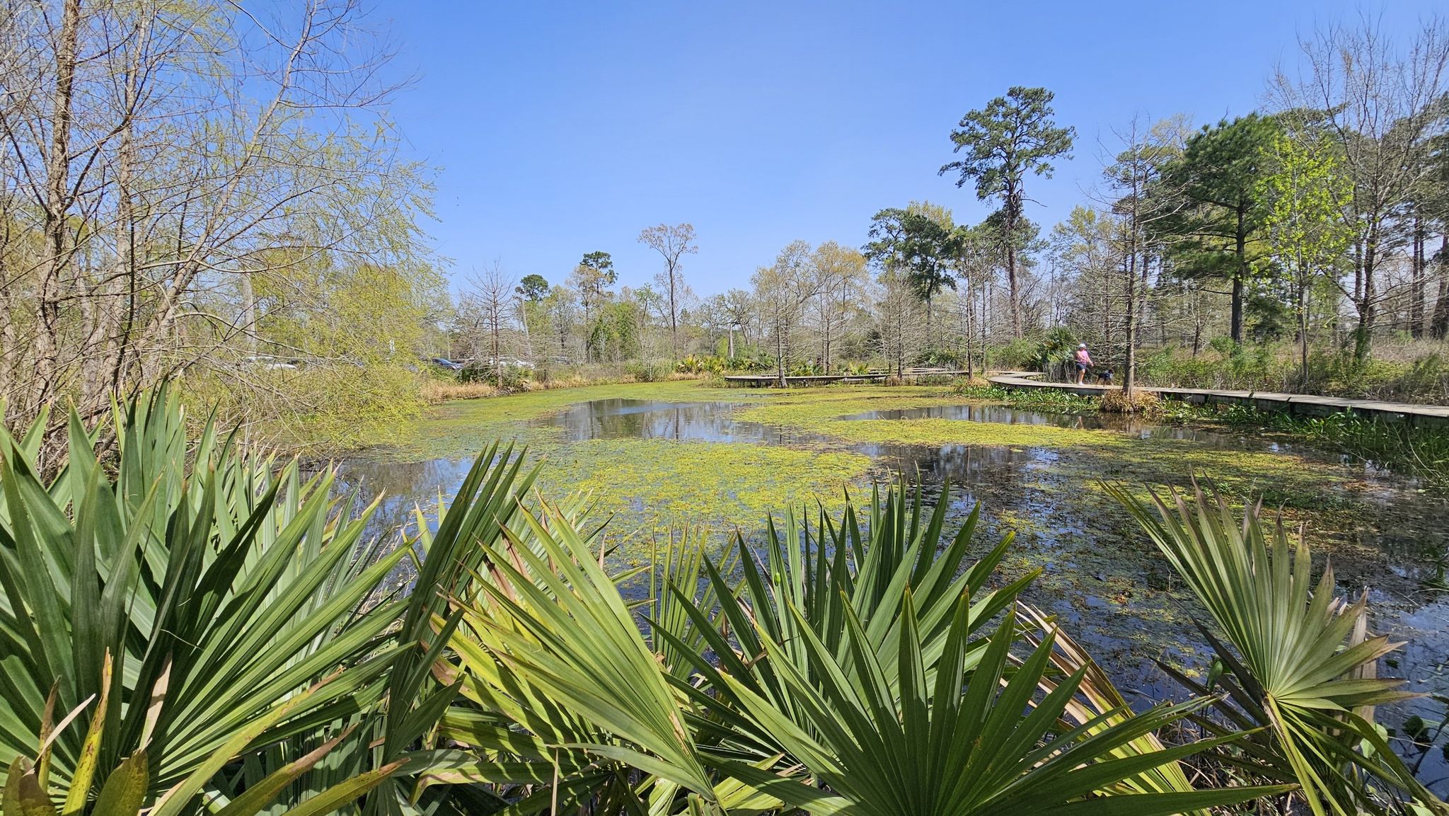 Sunny wetland with green water plants, palm fronds, and a distant boardwalk. - Wildflower to Willow Oak Trail