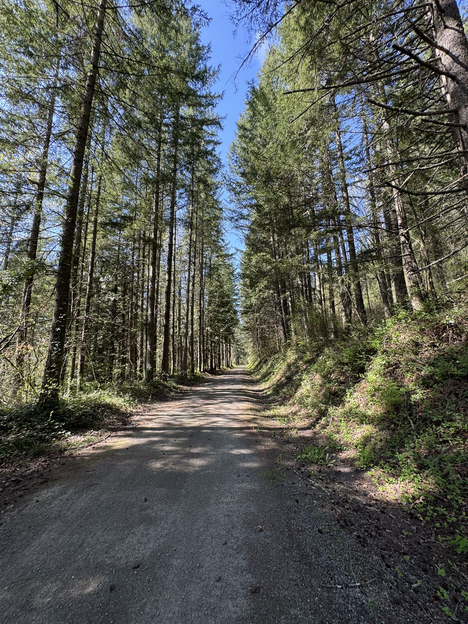 Straight dirt path through a tall, sunlit green forest. - Historic Snoqualmie Depot – Snoqualmie Centennial Log loop from Snoqualmie