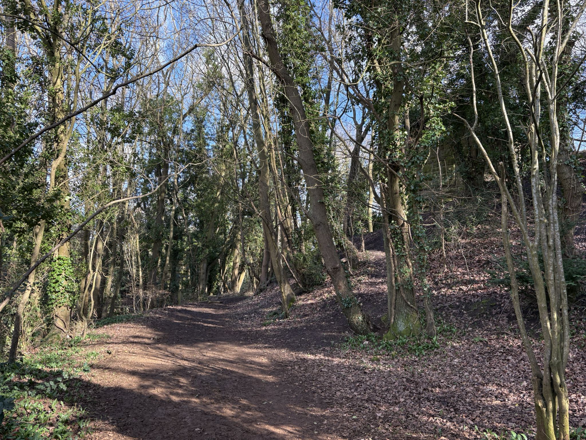 Woods near Hook Norton